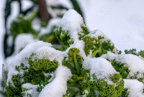 Photography Curly kale leaves (Brassica oleracea) of the “Lerchenzungen” variety covered wit