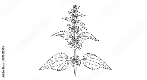 Detailed black and white botanical line art drawing of a motherwort plant, known for its use in traditional herbal medicine.