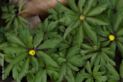 yellow blooming yellow anemone (anemonoides ranunculoides) is a spring ephemeral