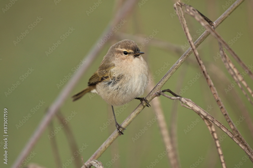 Fototapeta premium bird on tree