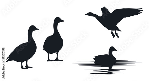 Set of black silhouettes showing geese in different poses including walking swimming in water and flying with wings spread.