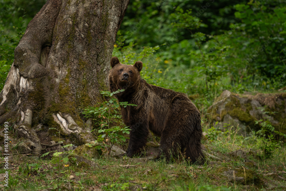 Fototapeta premium A mother brown bear with her cubs in the summer forest. An alert brown bear in its natural habitat. These cute bears are looking for food in the forest.