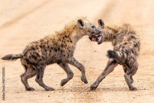 Spotted hyena cub in Kruger. Close encounter with small playful Spotted Hyena (Crocuta crocuta) cub in the Kruger National Park in South Africa