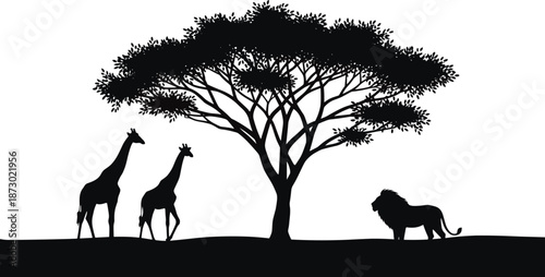 African savanna silhouette landscape with acacia tree, walking giraffes, and majestic lion on sunset horizon, wild animal safari nature background vector illustration,