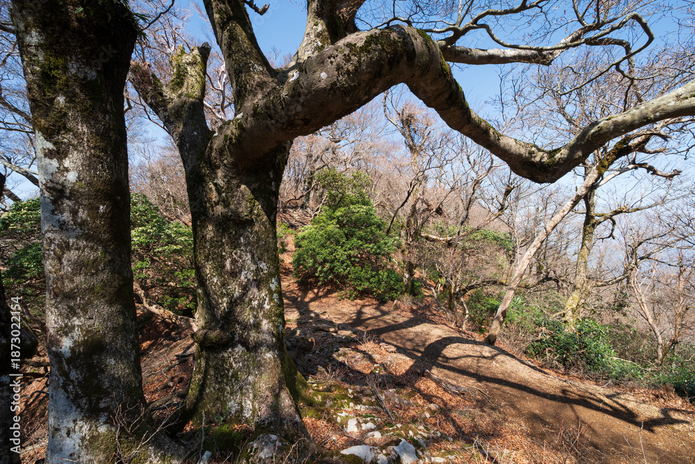Fototapeta premium Climbing Mount Amagi, Shizuoka, Japan