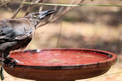 Foto Close-up of wild Grey Currawong (Strepera versicolor) drinking at birdbath, Sout