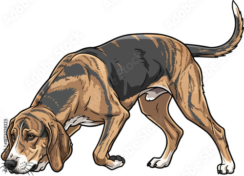Plott Hound dog sniffing ground tracking pose illustration