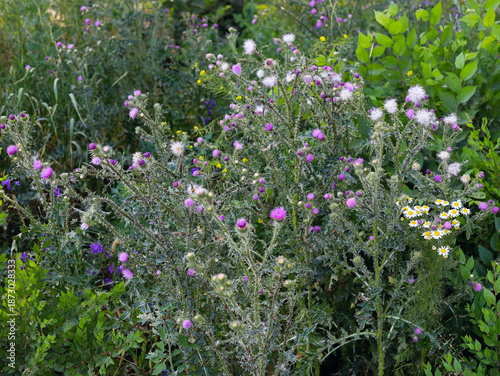 A field of flowers with purple flowers and green leaves