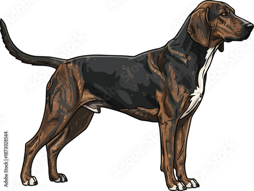 Plott Hound dog standing side profile view looking away