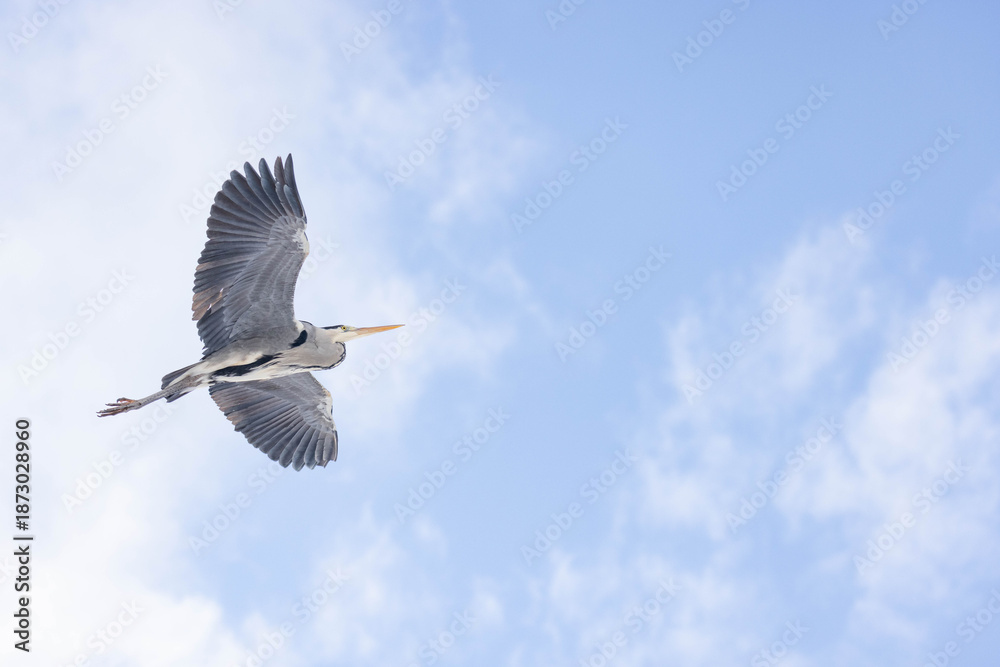 Obraz premium Graureiher im Flug