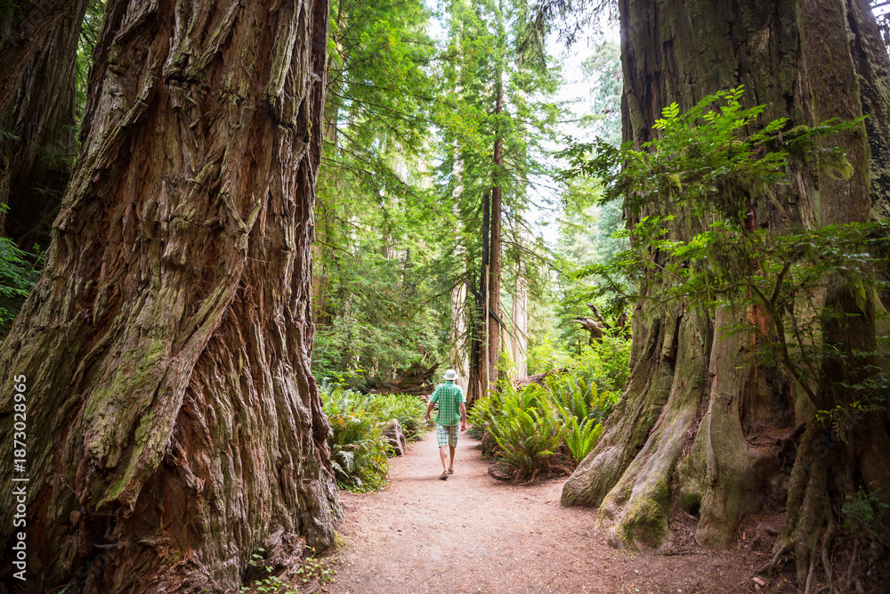 Obraz premium Hike in the forest