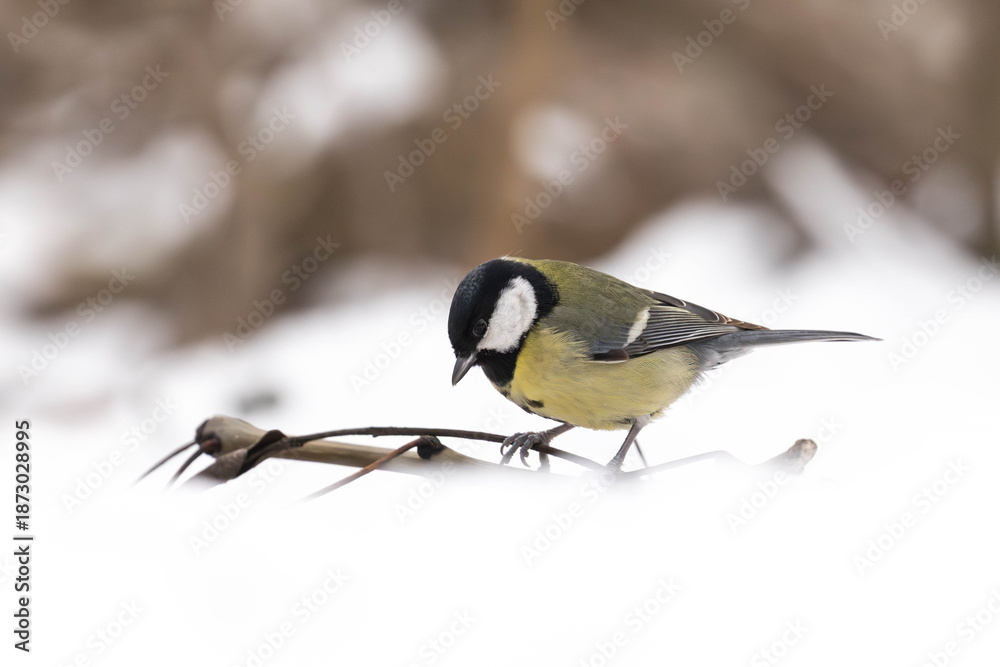 Obraz premium Kohlmeise im Schnee