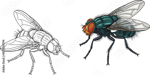 Housefly illustration set, black line and realistic color comparison, insect anatomy detail, entomology vector graphic, flat vector illustration