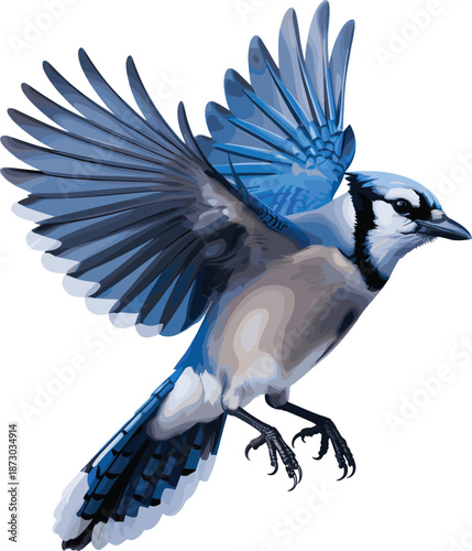 Blue jay bird illustration isolated on white background, flying songbird artwork for wildlife, nature, avian identification, education, design concept art