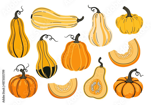 Collection of various squash and pumpkins for fall season