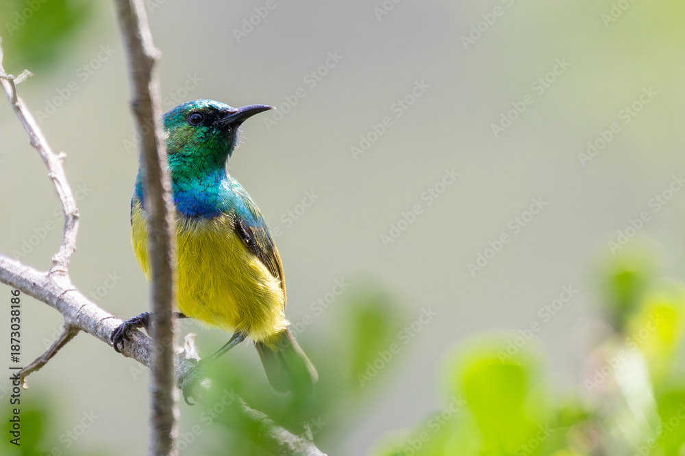 Obraz premium Collared Sunbird (Hedydipna collaris) breeding male Wilderness, Garden Route, Western Cape, South Africa