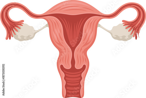 Female reproductive system anatomy illustration showing uterus ovaries fallopian tubes medical gynecology biology education healthcare vector isolated background