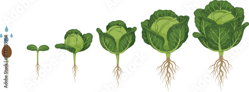 Cabbage plant growth stages from seed to maturity