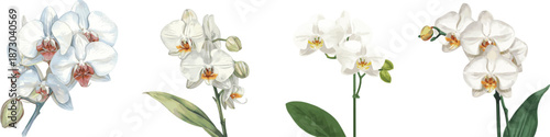 Watercolor vector set of white orchids. White wild orchid flowers. Concept of home and tropical flowers. Orchid for home. Watercolor botany.