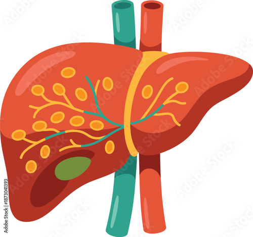 Human liver anatomy, medical illustration, internal organ diagram, bile ducts, gallbladder structure, hepatic artery, portal vein, digestive system, healthcare artwork, biology design