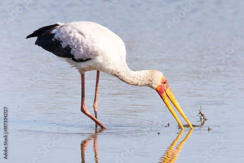 Yellow-billed Stork (Mycteria ibis) fishing in dam wading in shallow water, Limpopo, South Africa