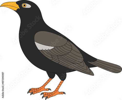 Myna bird illustration, black body artwork, yellow beak design, orange legs drawing, realistic feathers detail, wildlife nature art, educational ornithology image