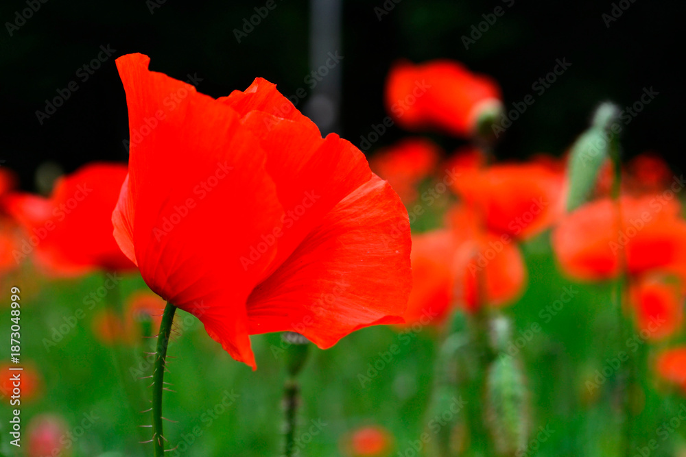 Fototapeta premium Red poppy close up, red poppies on the meadow. Isolated red poppies wallpaper.