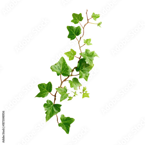 Green ivy vine with lobed leaves against a black background leaf plant