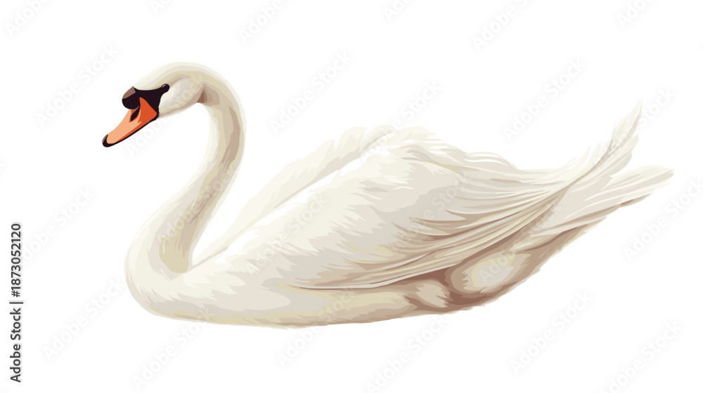 Fototapeta premium White Swan Bird with Orange Beak.
