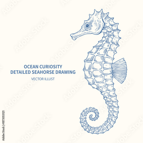 Vintage hand drawn seahorse illustration, detailed engraving sketch of marine sea creature for ocean curiosities and nautical design isolated