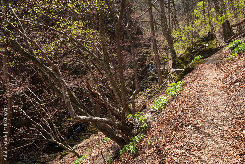 Fototapeta premium Climbing Mount Ryokami, Saitama, Japan