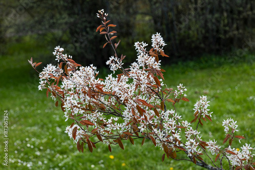 Amelanchier Canadensis Canadian Serviceberry Flowers