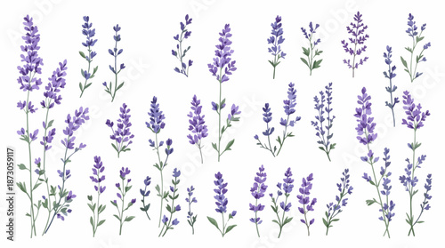 lavender flowers vector illustration