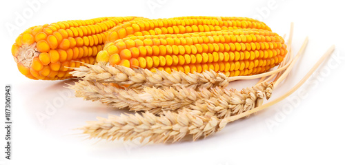 Yellow corn cobs and wheat ears isolated on white background