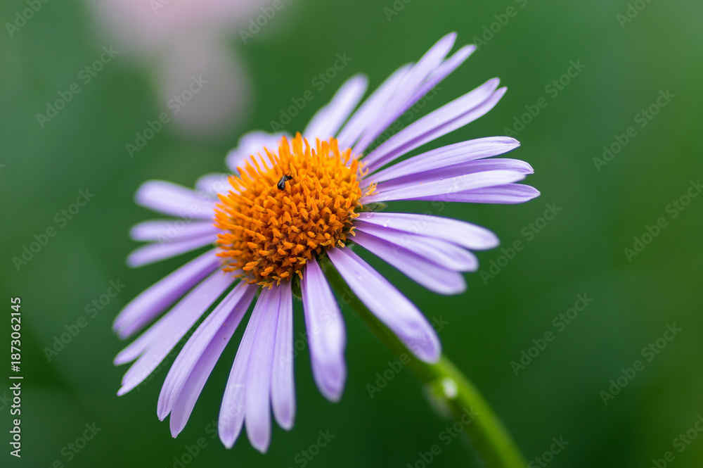 Obraz premium Macro photograph of alpine aster flower with soft green bokeh