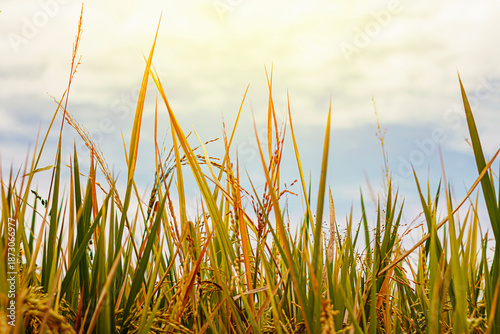 Golden Rice Field Under Sunny Sky. Nature and Agriculture concept. Food growth prosperity. . High quality photo