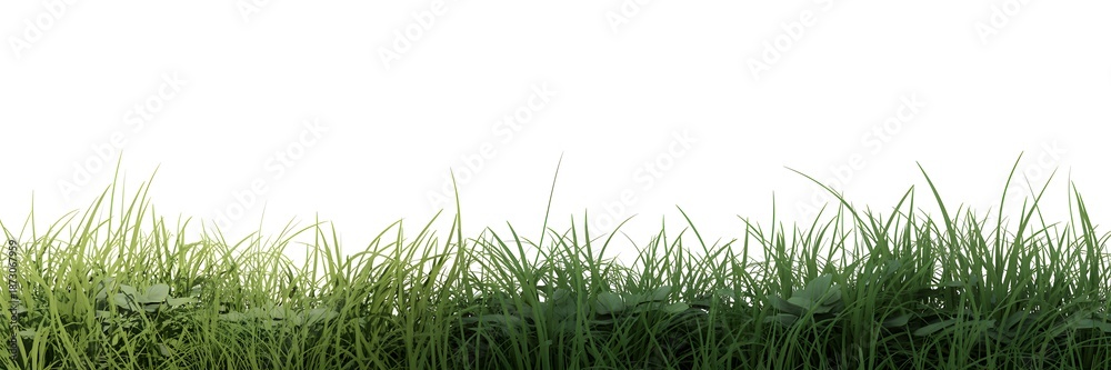 Fototapeta premium Grass Border Isolated