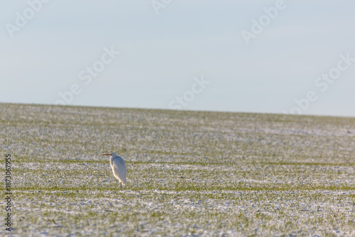 Great white Egrets standing on a frozen field near Grube Fernie, Linden, Hessia, Germany