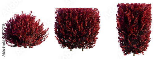 Foto Berberis thunbergii f atropurpurea Gentry tree, front view, cutout, transparent