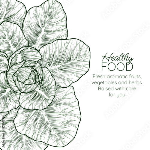 Vector banner with cabbage. Frame: nutritious vegetables. White cabbage. Healthy eating. Organic farming. Template for a grocery store