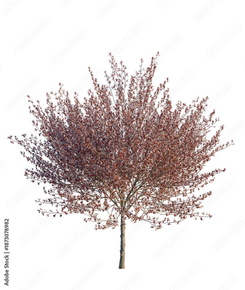 Obraz premium Prunus cerasifera Newport tree, front view, cutout, transparent background, isolate, Blooming Tree with Red Leaves on a Clear Background - Spring Season