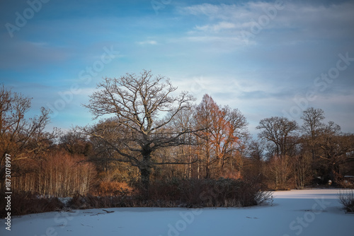 A frozen forest pond surrounded by bare trees under a clear blue winter sky, creating a calm and peaceful natural landscape.