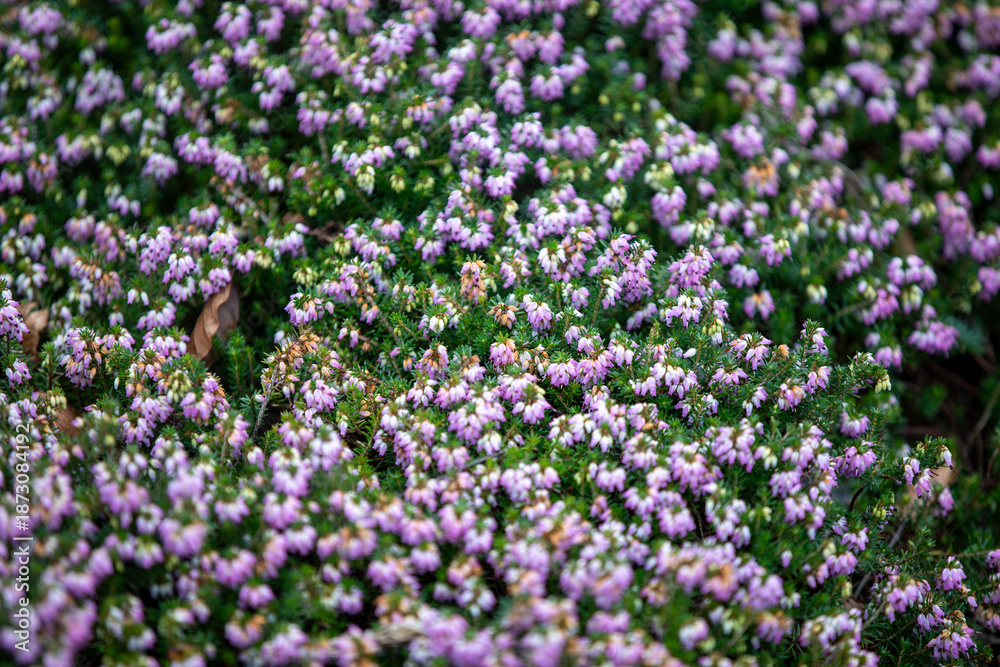 Fototapeta premium Winter Heath (erica carnea) growing along the side of the A390 in Penstraze (Cornwall, UK).