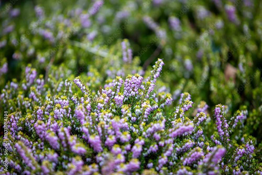 Obraz premium Winter Heath (erica carnea) growing along the side of the A390 in Penstraze (Cornwall, UK).