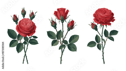 Red rose collection featuring botanical stems and realistic dark crimson floral arrangements for art
