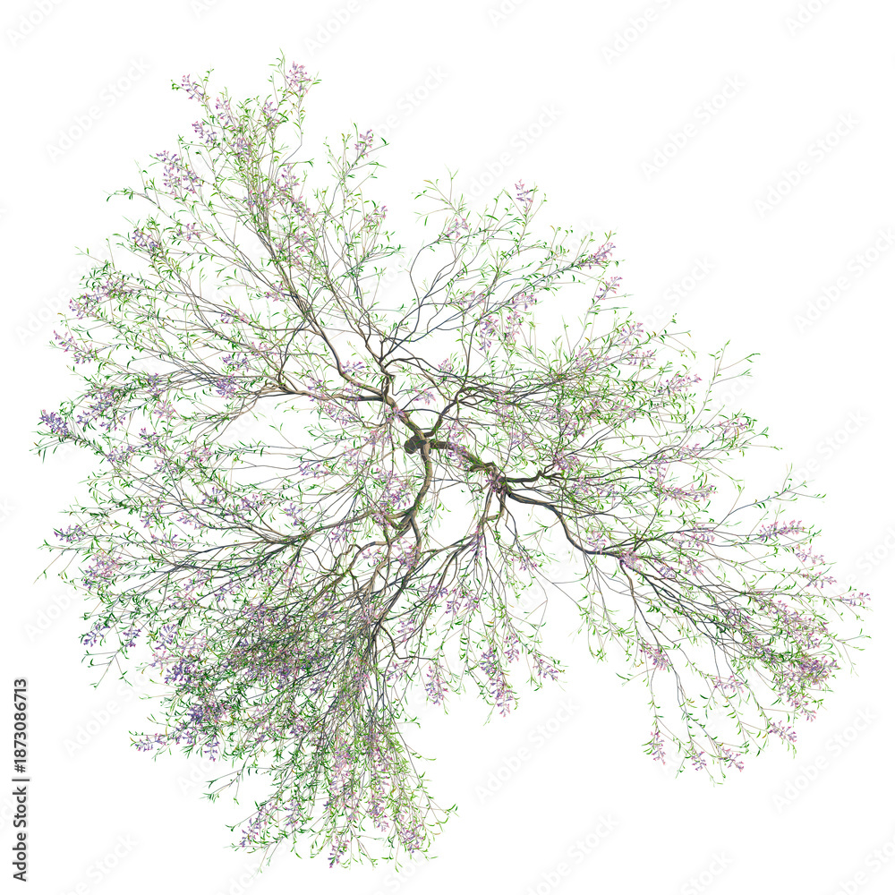 Fototapeta premium Chilopsis linearis tree plan, top view, cutout, transparent background, isolate, Delicate flowering tree branch with vibrant purple blooms and lush green foliage
