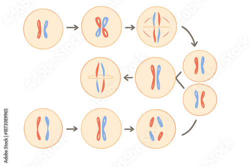 Steps of cell division showing the process of meiosis in a simplified diagram with colored chromosomes