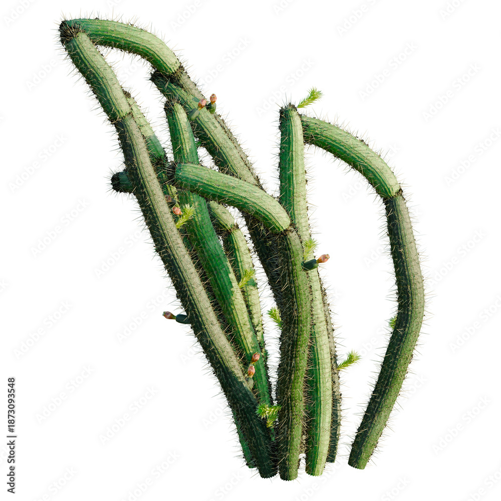 Fototapeta premium Bergerocactus emoryi tree, front view, cutout, transparent background, isolate, architecture visualization, Cactus Branches with Thorns and Buds, Natural Desert Succulents for Design