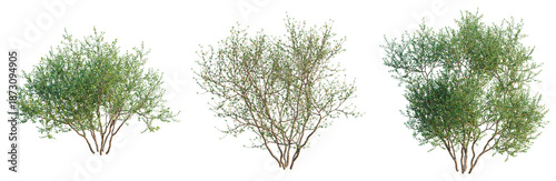 Tablou pe pânză Larrea divaricata tree, front view, cutout, transparent background, isolate, arc