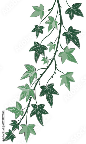 Elegant Ivy Vine Illustration with Lush Green Leaves.